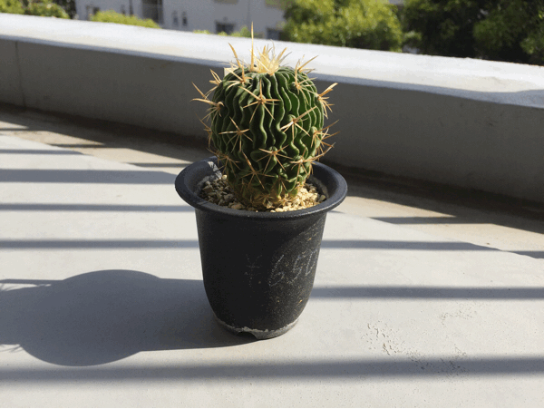 植え替えにスリルはいらない (サボテン・剣恋玉) : サイキック迷子