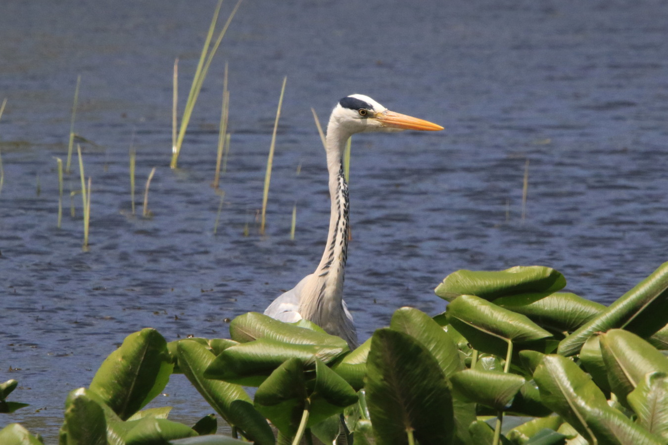 オオバン アオサギ 今日の鳥さん