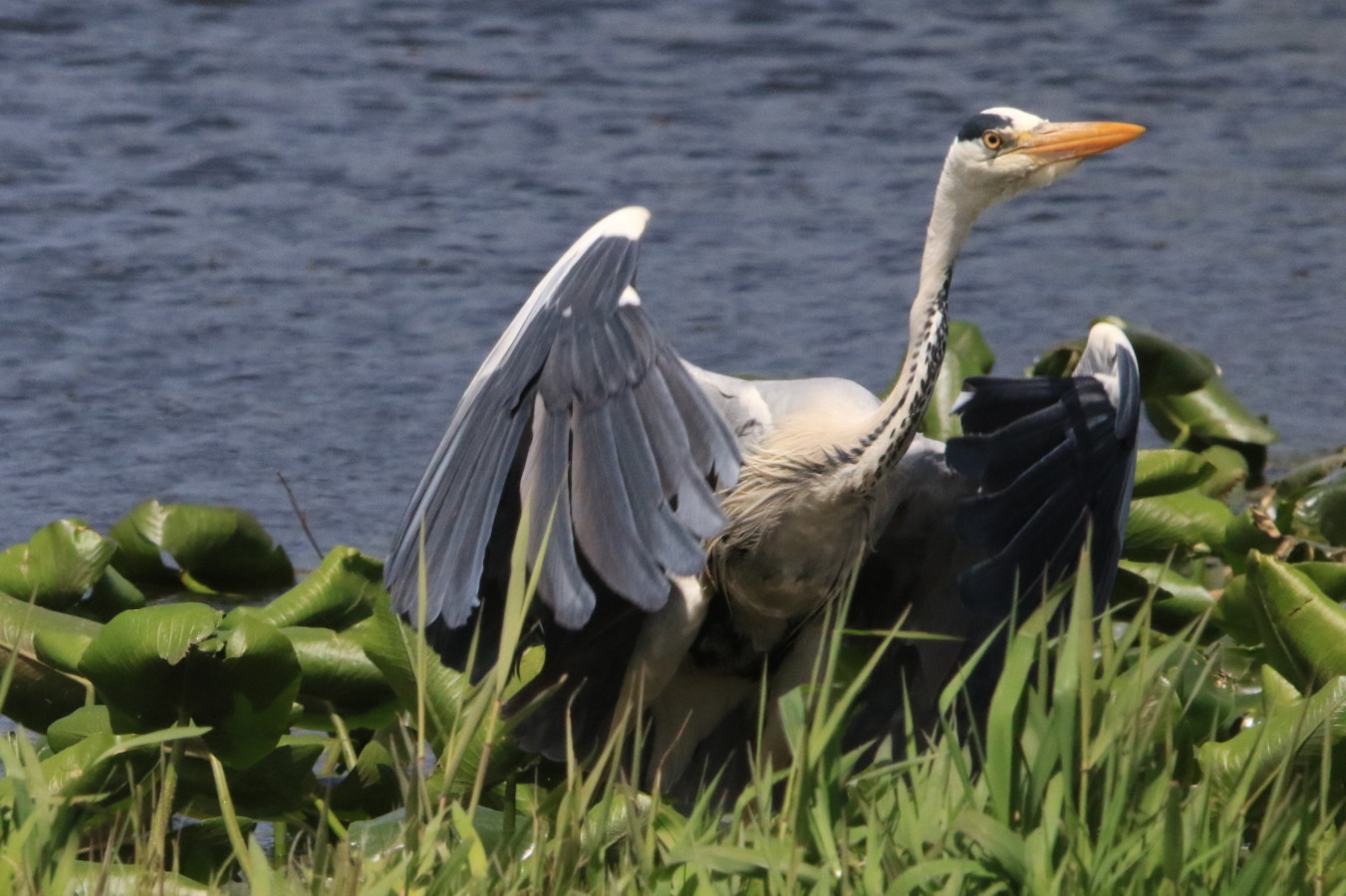 オオバン アオサギ 今日の鳥さん