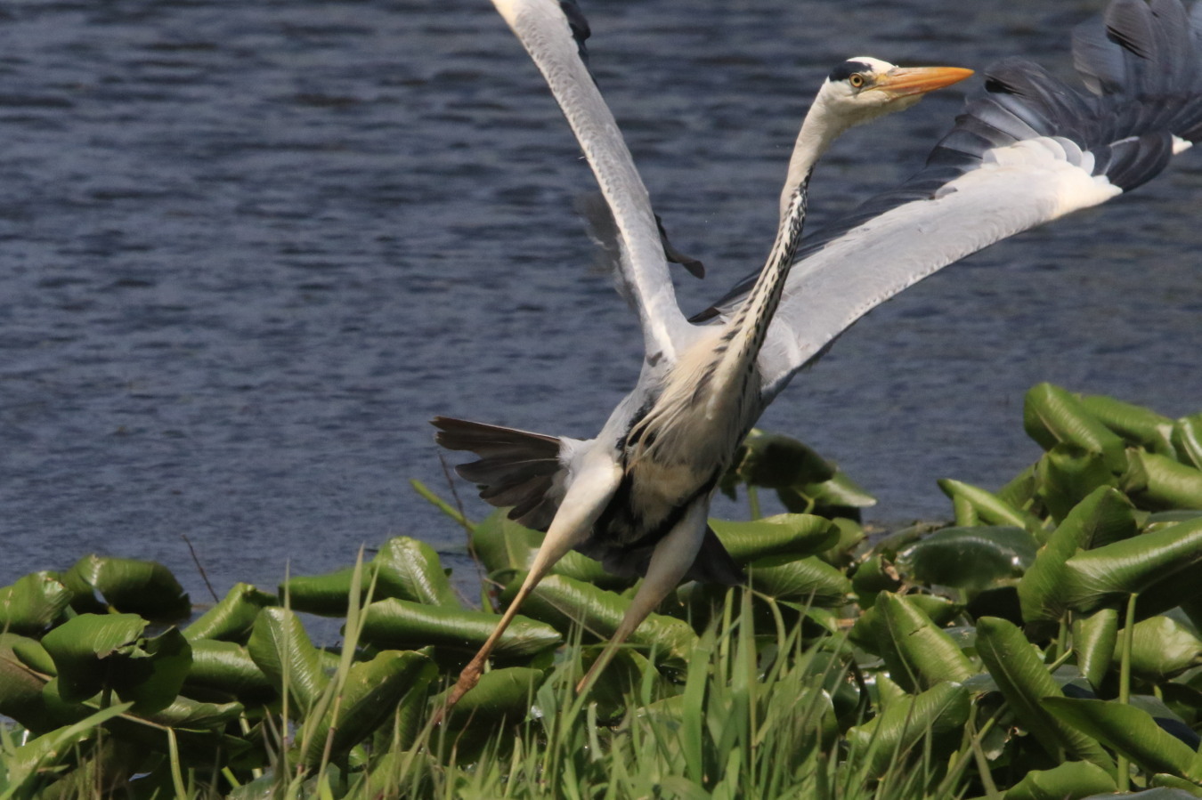 オオバン アオサギ 今日の鳥さん