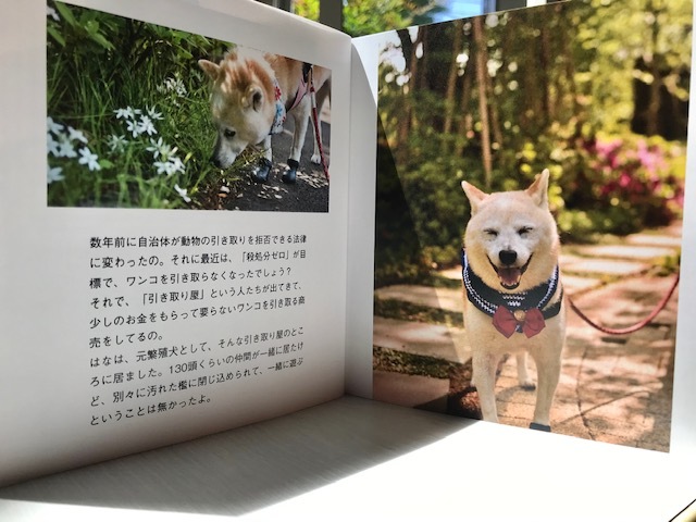 元繁殖犬「はなちゃん」のフォトブック_f0242002_21175523.jpg