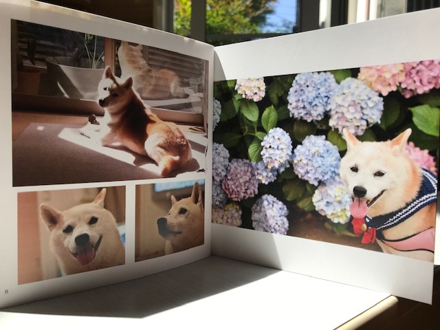 元繁殖犬「はなちゃん」のフォトブック_f0242002_21180216.jpg