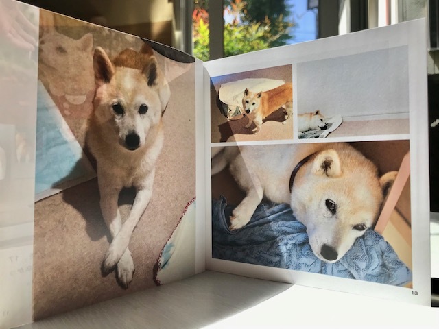 元繁殖犬「はなちゃん」のフォトブック_f0242002_21181543.jpg