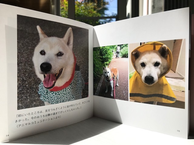 元繁殖犬「はなちゃん」のフォトブック_f0242002_21311143.jpg