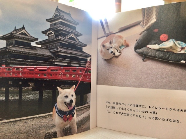 元繁殖犬「はなちゃん」のフォトブック_f0242002_21311804.jpg
