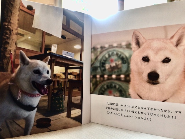 元繁殖犬「はなちゃん」のフォトブック_f0242002_21312493.jpg