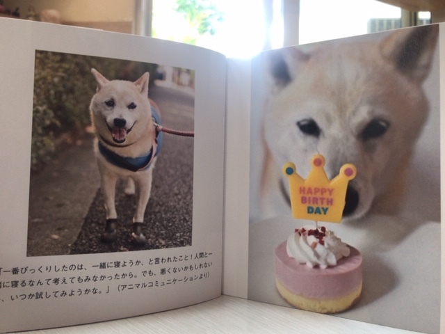 元繁殖犬「はなちゃん」のフォトブック_f0242002_21313036.jpg
