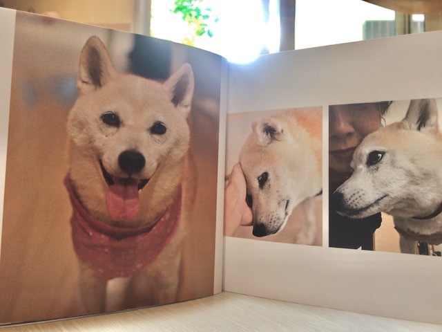 元繁殖犬「はなちゃん」のフォトブック_f0242002_21313787.jpg
