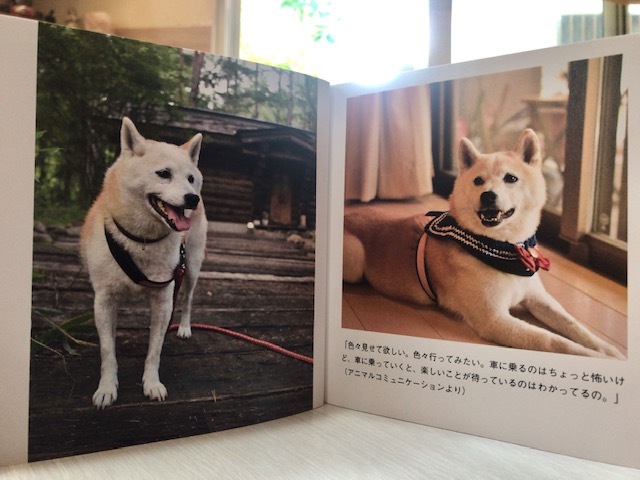 元繁殖犬「はなちゃん」のフォトブック_f0242002_21441420.jpg