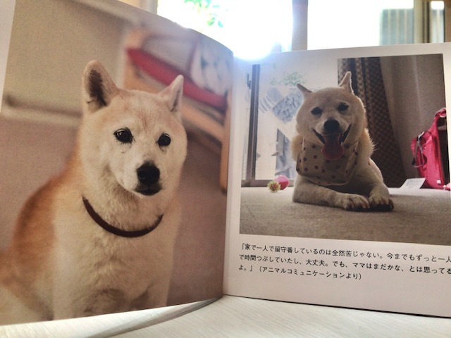 元繁殖犬「はなちゃん」のフォトブック_f0242002_21442259.jpg