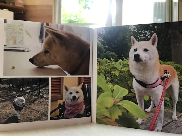 元繁殖犬「はなちゃん」のフォトブック_f0242002_21442947.jpg