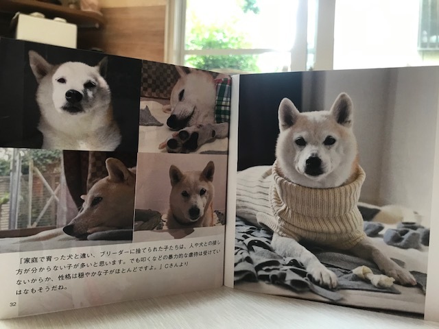 元繁殖犬 はなちゃん のフォトブック 青空 お日さま 笑顔