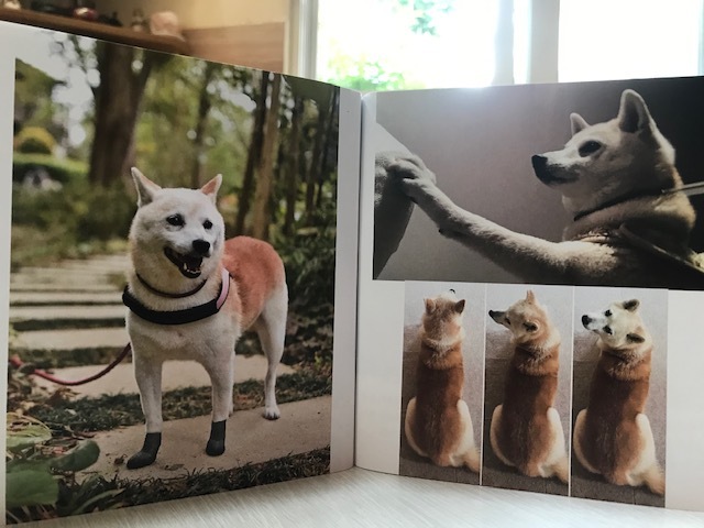 元繁殖犬「はなちゃん」のフォトブック_f0242002_21444743.jpg