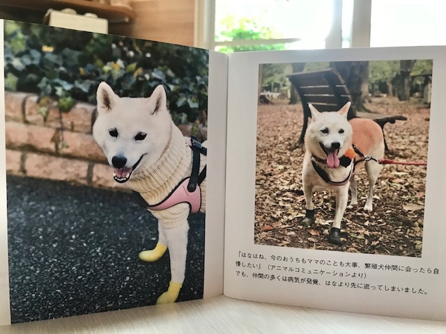 元繁殖犬「はなちゃん」のフォトブック_f0242002_21592152.jpg