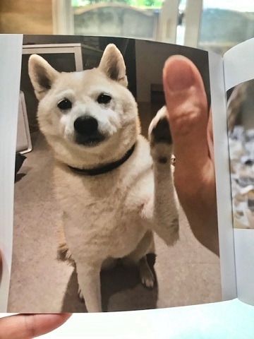 元繁殖犬「はなちゃん」のフォトブック_f0242002_21595040.jpg