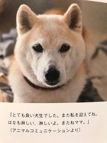 元繁殖犬「はなちゃん」のフォトブック_f0242002_22000956.jpg