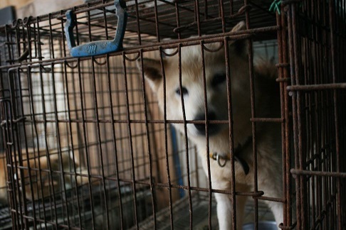 元繁殖犬「はなちゃん」のフォトブック_f0242002_22325404.jpg