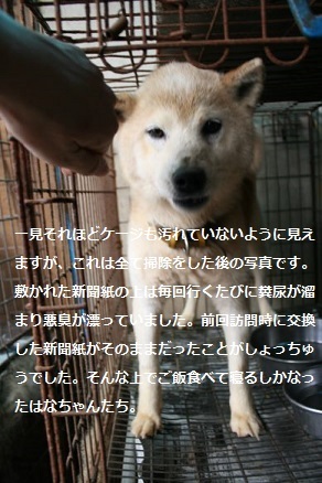 元繁殖犬「はなちゃん」のフォトブック_f0242002_22330068.jpg