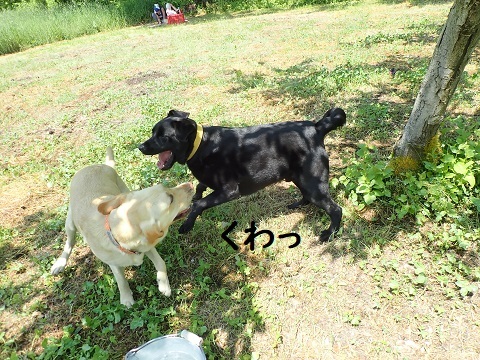 日曜日のりんご村便り。_c0182012_15155524.jpg