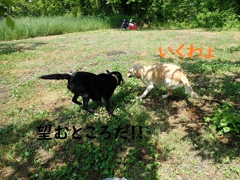 日曜日のりんご村便り。_c0182012_15155872.jpg
