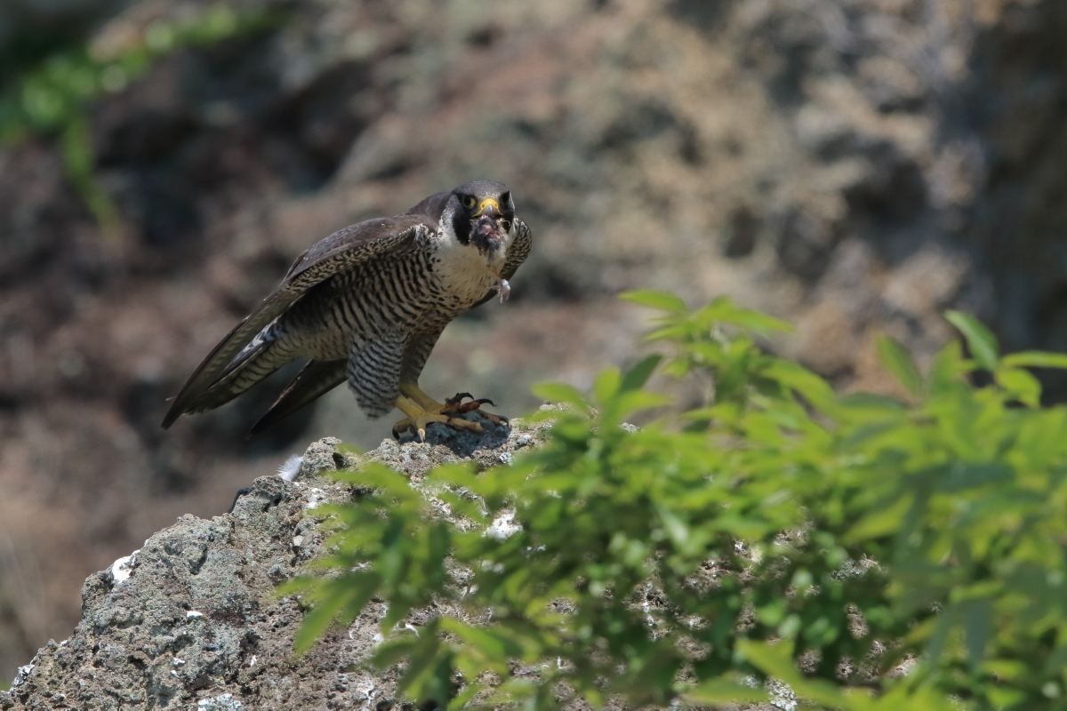 ハヤブサ 小さい獲物_f0369315_09381748.jpg