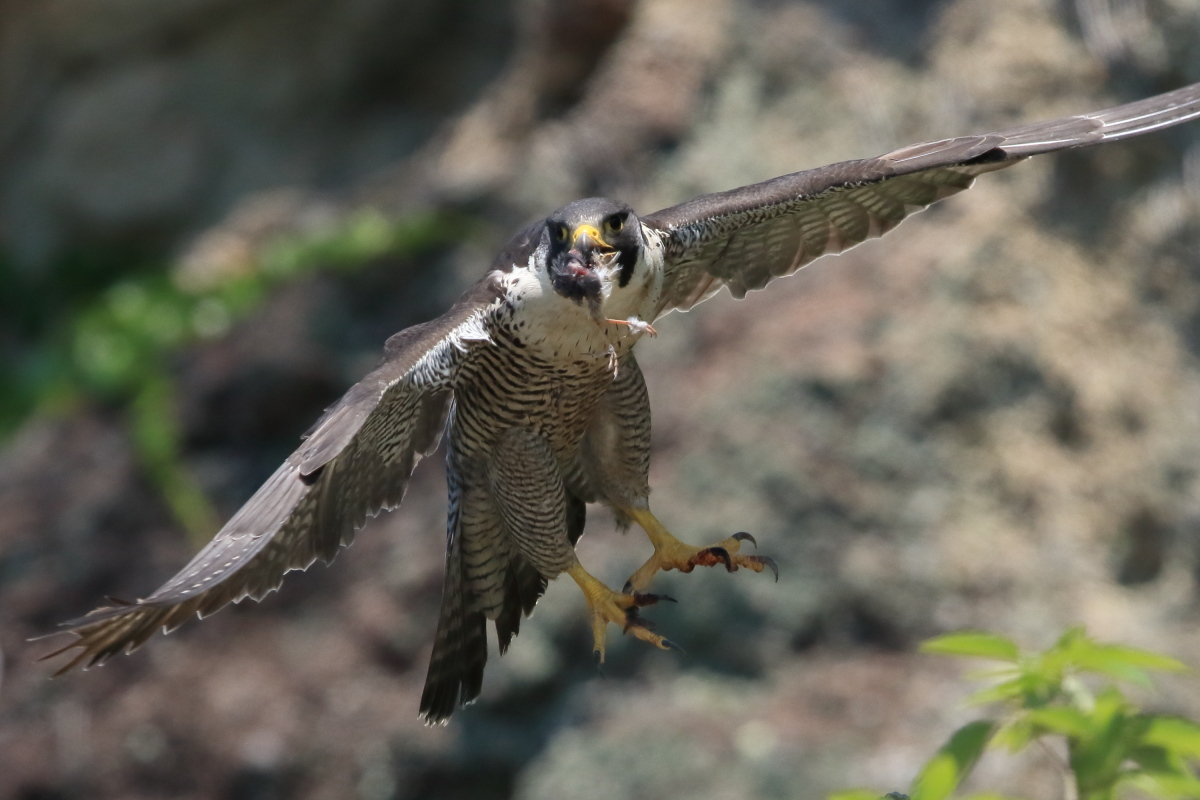ハヤブサ 小さい獲物_f0369315_09381805.jpg