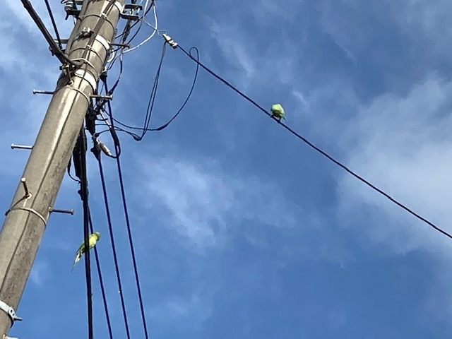 野生のオウム_e0208519_09331941.jpg