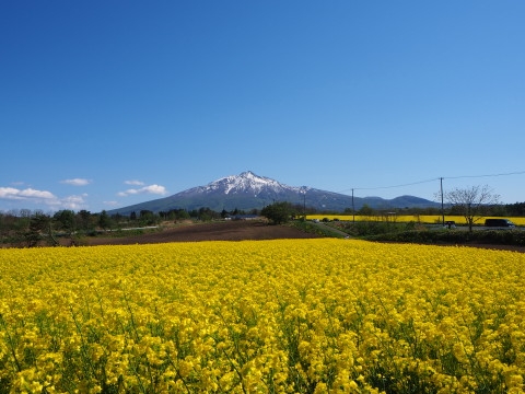 菜の花&岩木山(鯵ケ沢町)*2020.05.14_b0147224_15173390.jpg