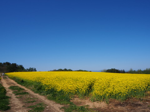 菜の花&岩木山(鯵ケ沢町)*2020.05.14_b0147224_1517792.jpg