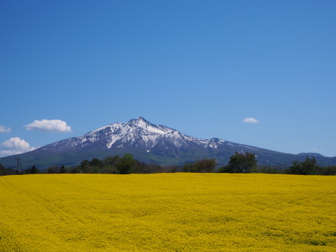 菜の花&岩木山(鯵ケ沢町)*2020.05.14_b0147224_15182797.jpg