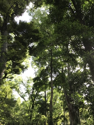 休業日ブログ・その44_e0195325_18430103.jpeg