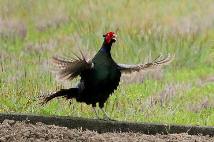 母衣打ち 暮らしの中で