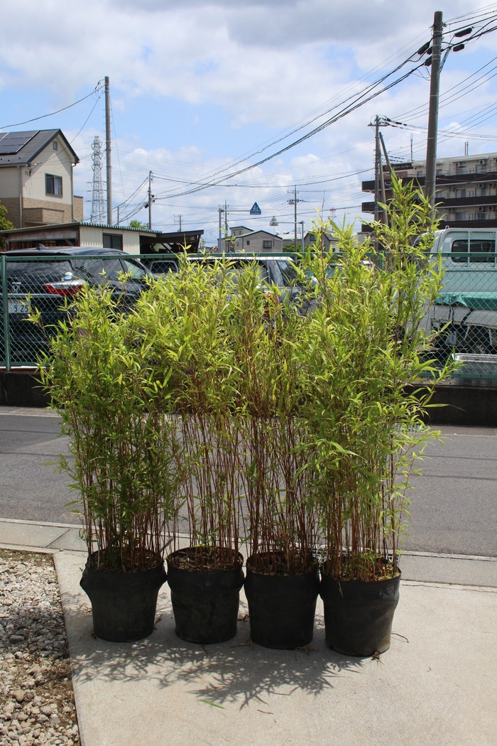 カンチク 寒竹 販売 画像 価格 値段 庭木 安行 植木 目隠し お問合せ商品 田中園 Shop Tanakaen Jp Web Magazine