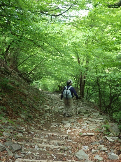 英彦山・・奉幣殿のヒコサンヒメシャラ_e0164643_14120198.jpg