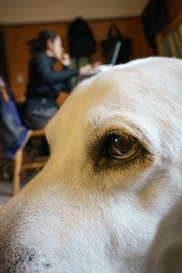 リタイア犬日記 4 16 テレワークの日々 写像的空間