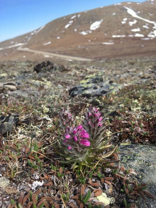 ゴマノハグサの花 Alaska Synthyris, Woolly Lousewort_b0135948_20155708.jpg