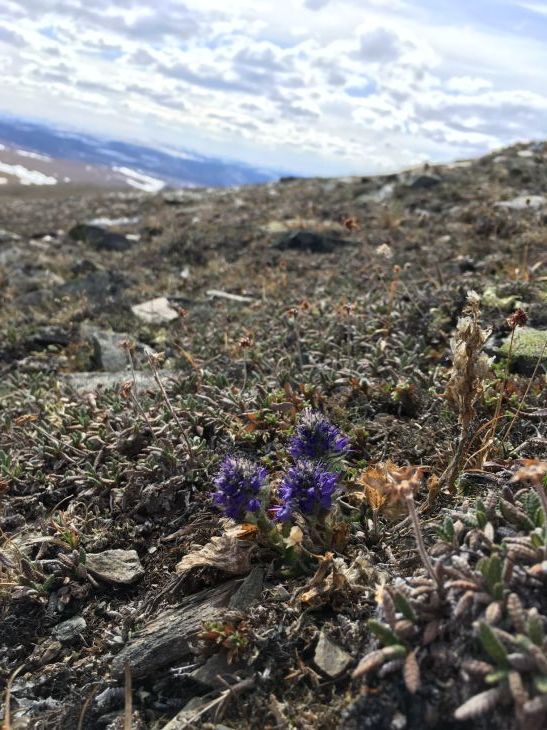 ゴマノハグサの花 Alaska Synthyris, Woolly Lousewort_b0135948_20263712.jpg