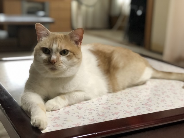 次亜塩素酸水:化学のお勉強_d0085254_23281877.jpg