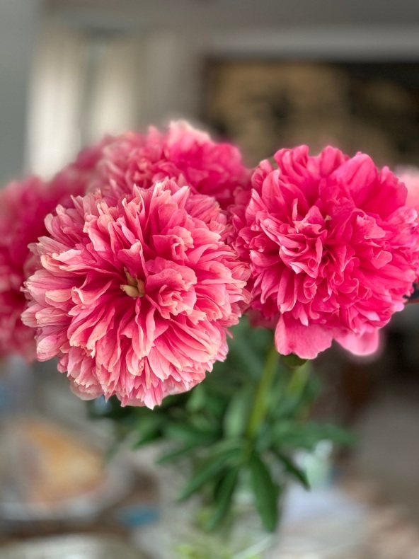 ピンク色の芍薬とルバーブ_f0380954_08210326.jpeg