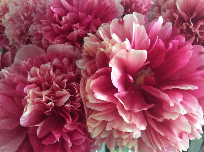 ピンク色の芍薬とルバーブ ダイアリー