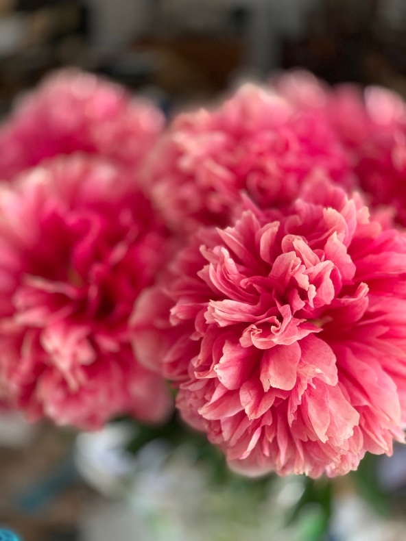 ピンク色の芍薬とルバーブ_f0380954_08233217.jpeg