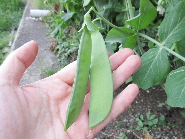 【自作】エンドウマメの豆ごはん_c0152767_22182807.jpg