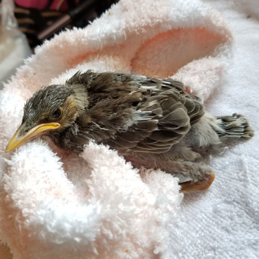 保護した鳥の経過 烏骨鶏かわいいブログ