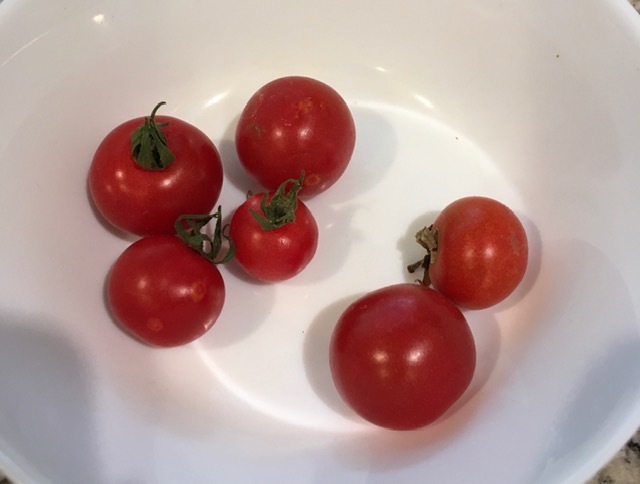 野生のトマト_e0350971_00111099.jpg