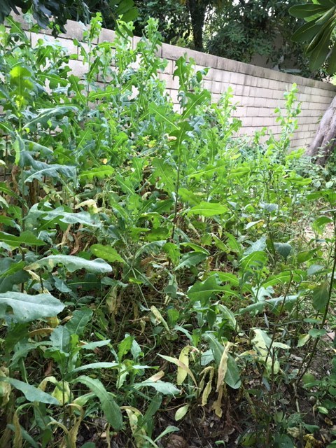 野生のトマト_e0350971_00120833.jpg