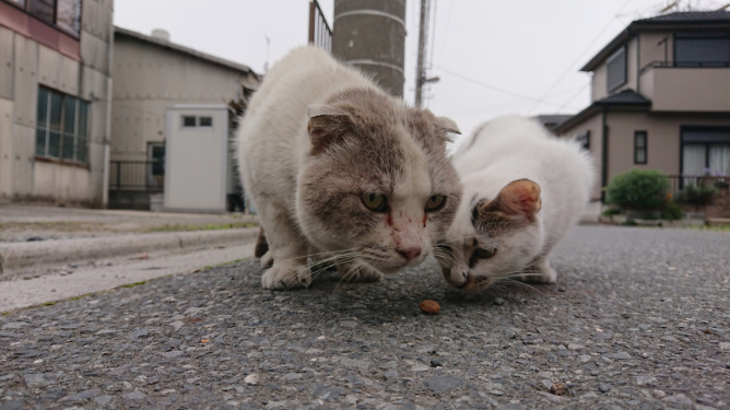 ジュリと猫_c0064678_23574426.jpg
