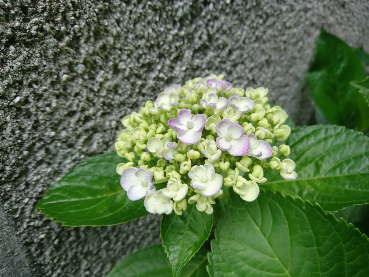 五月雨_f0197985_10554401.jpg