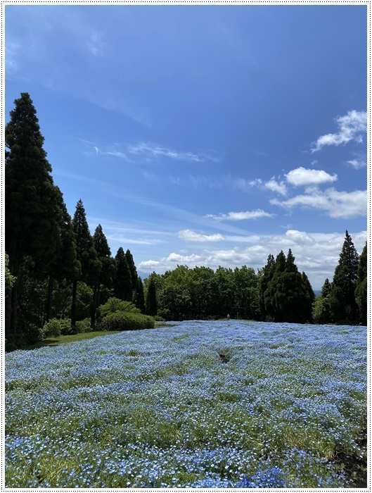 みんなでドライブ ピクニック くじゅう花公園 その1 さくらおばちゃんの趣味悠遊 みんなでドライブ ピクニック くじゅう花公園 その1 さくらおばちゃんの趣味悠遊
