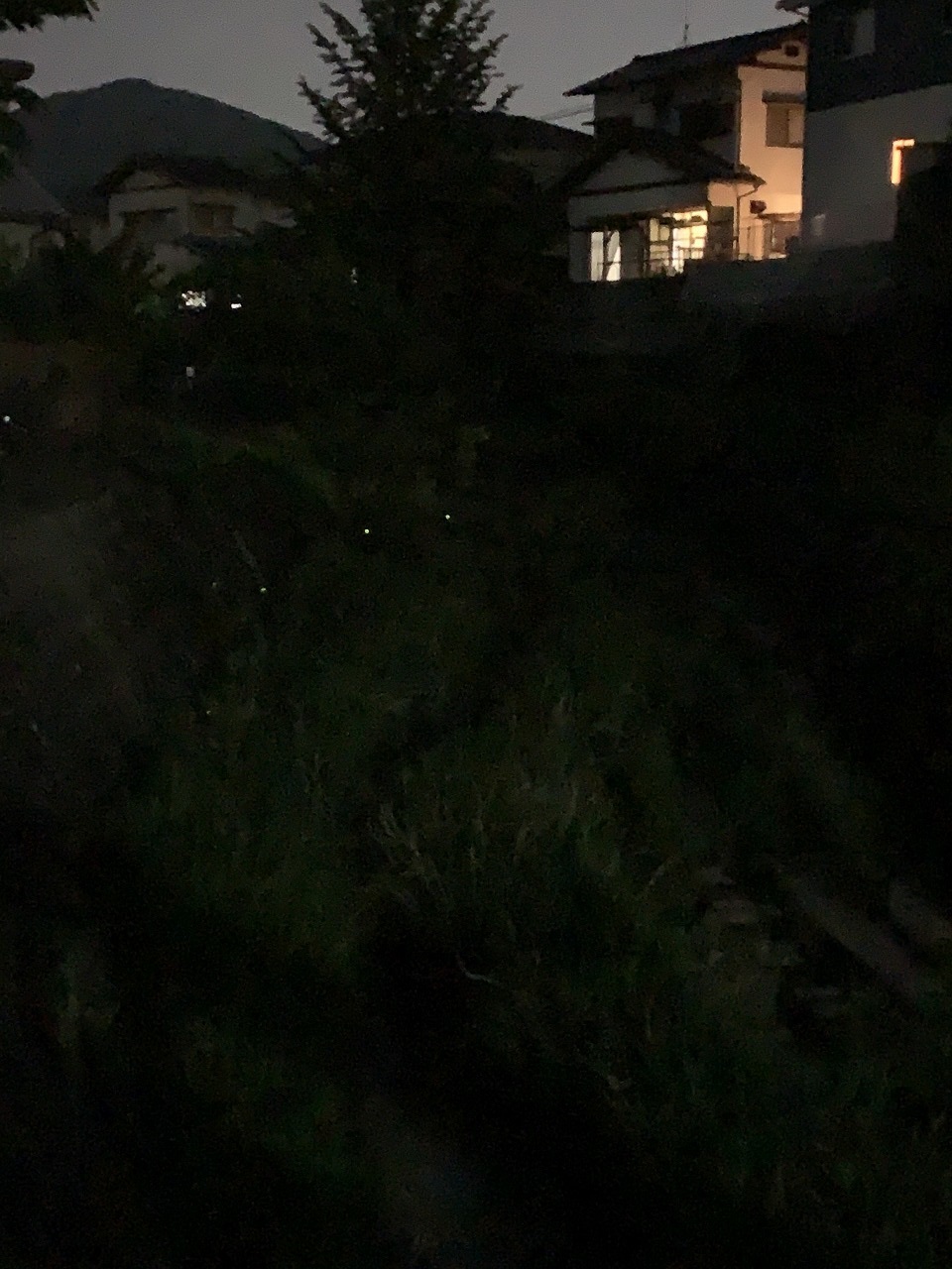 蛍がピークです。_b0175400_13555352.jpg