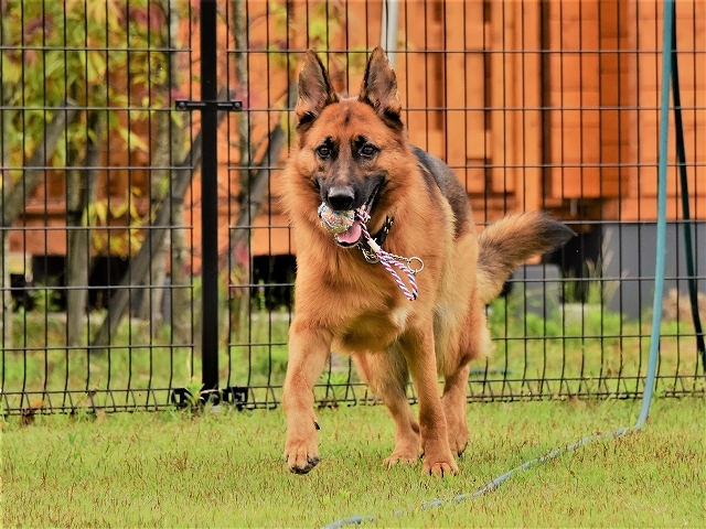 大型犬だから許されない_d0360206_20414882.jpg